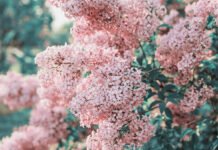 Unlocking the Secrets of Herbal Remedies: Nature’s Healing Power Revealed